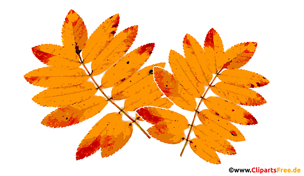 Gelbe Eberesche Blätter im Herbst Bild, PNG, Clipart