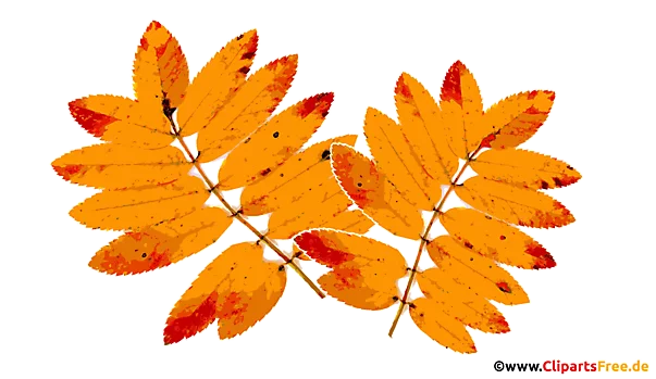 Gelbe Eberesche Blätter im Herbst Bild, PNG, Clipart