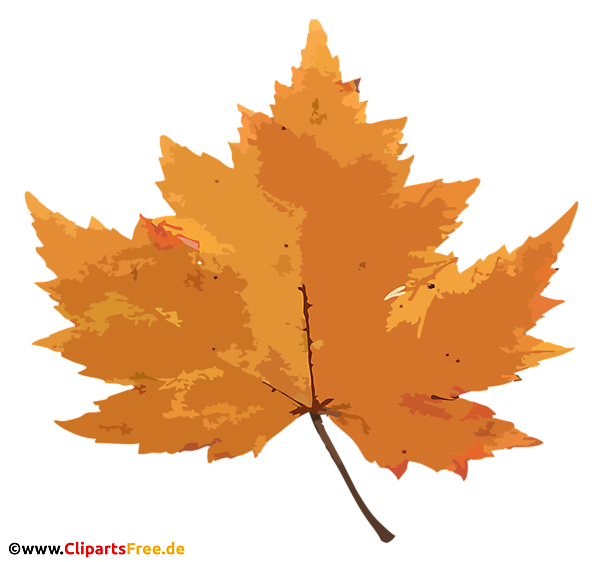 Gelbes Ahornblatt PNG - Herbst Bilder kostenlos