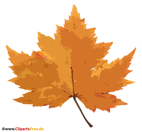 Gelbes Ahornblatt PNG - Herbst Bilder kostenlos