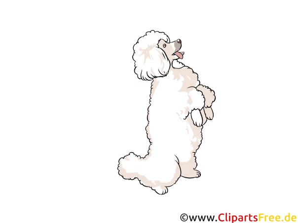 Pudel Clipart Hunderassen Bilder zum Drucken