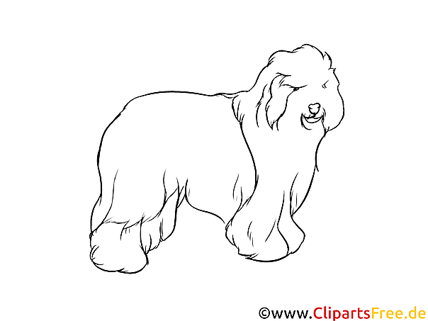 Schwarz-weiss Clipart Bearded Collie - Hunderassen Bilder