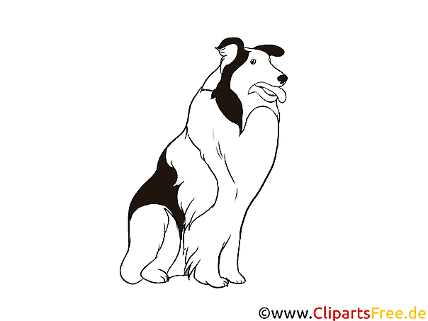 Schwarz-weiss Clipart Collie - Hunderassen Bilder gratis