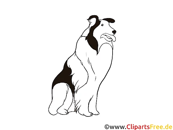 Schwarz-weiss Clipart Collie - Hunderassen Bilder gratis