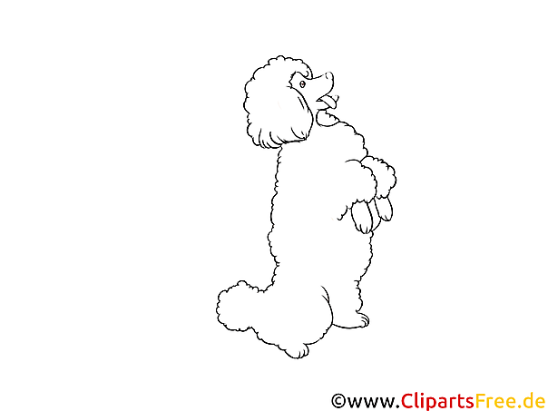 Schwarz-weiss Clipart Pudel - Hunderassen Bilder kostenlos