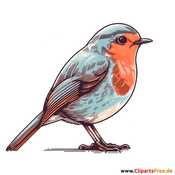 Rotkehlchen Clipart - Bilder zum Thema Vögel