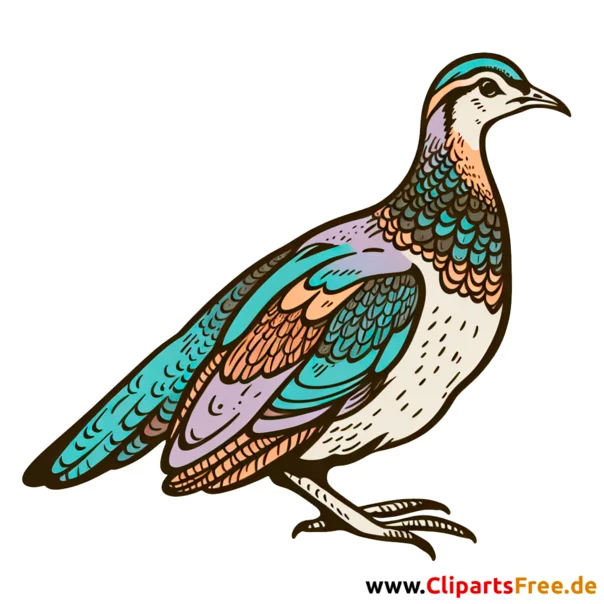 Schnepfe Clipart - Bilder zum Thema Vögel