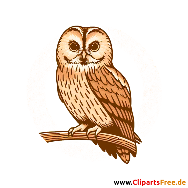 Waldkauz Clipart - Bilder zum Thema Vögel