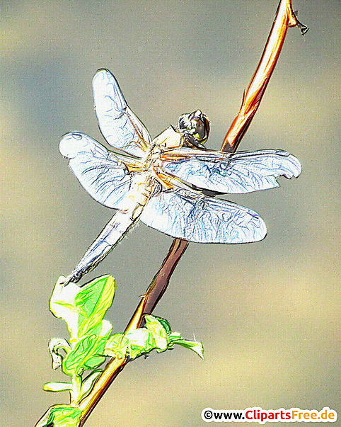 Wasserjungfer Illustration, Zeichnung, Bild für Unterricht in der Schule