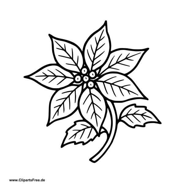 Weihnachtsstern Clipart im SVG-Format