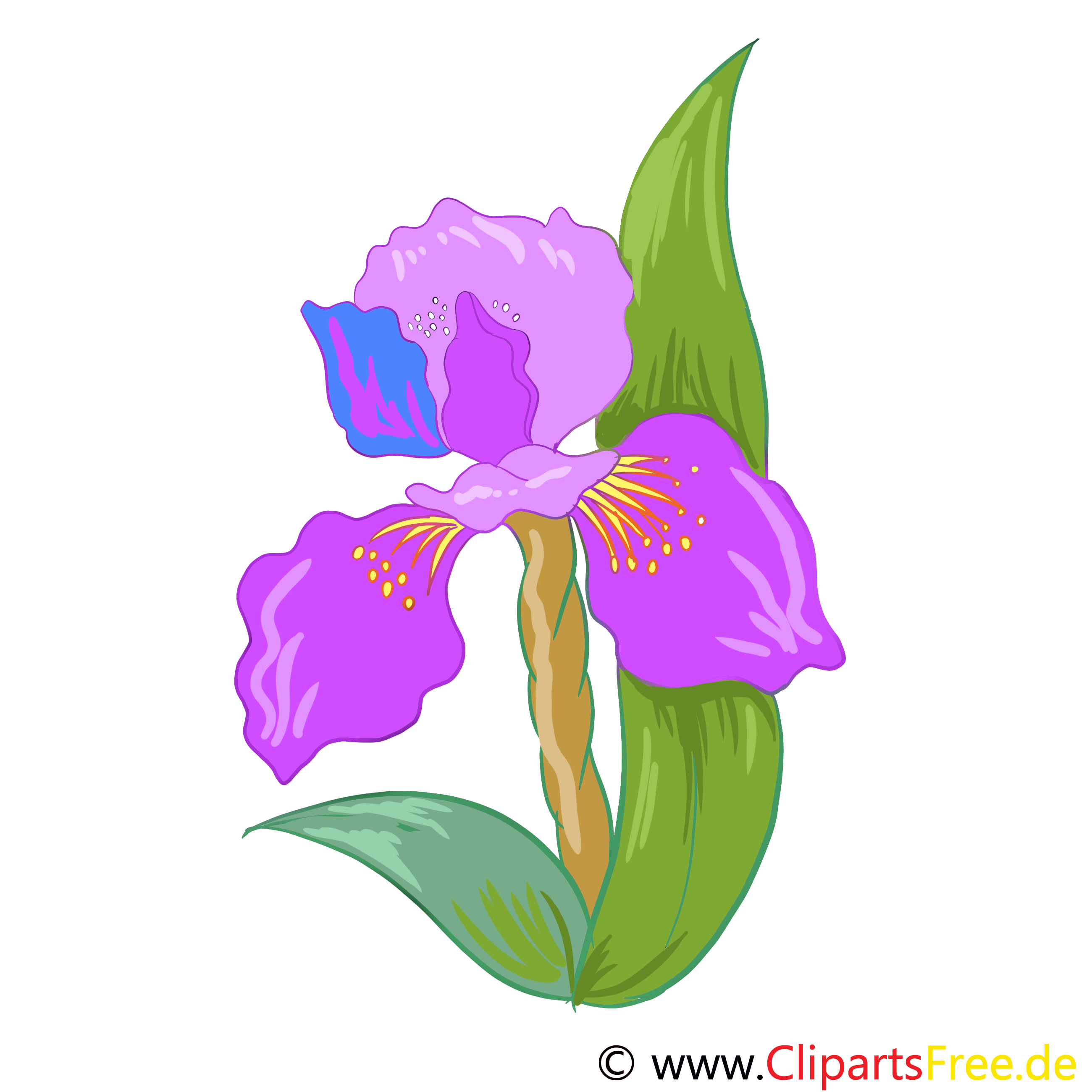 アイリスの花のイメージ クリップアート グラフィック 無料イラスト アイリスの花のイメージ クリップアート グラフィック 無料イラスト