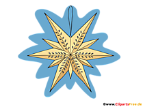 Weihnachtsstern Bilder zu Weihnachten für Lehrer und Schüler