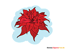 Weihnachtsstern Blume Illustration, Bild, PNG Clipart