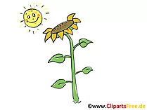 Bauernhof Bild Sonne und Sonnenblume