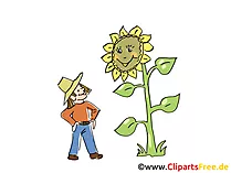 Bauernhofbilder Bauer und Sonnenblume im Garten