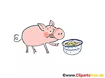 Bilder Bauernhof - Schwein beim Essen