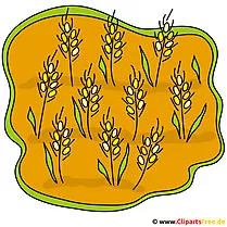 Getreide Bild Clipart gratis