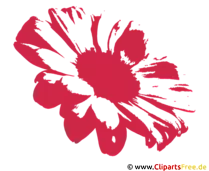 Kamille Clipart PNG