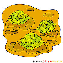 Cabbage Image Clipart Free