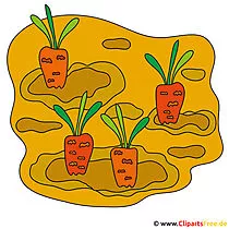 Möhren Bild Clipart kostenlos
