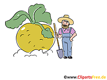 Rübe Bild, Clipart, Illustration