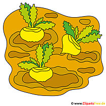 Rüben Bild Clipart vom Bauernhof