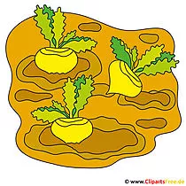 Rüben Bild Clipart vom Bauernhof