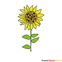 Sonnenblume Bild Clipart kostenlos