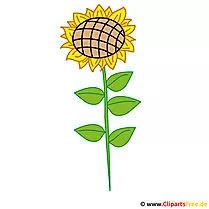 Sonnenblume Bild gratis