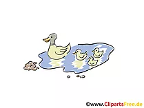 Teich mit Enten Bild, Clipart, Cartoon
