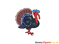 Truthahn, Pute Bild, Cartoon, Clipart