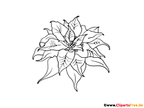 Weihnachtsstern Bild zum Drucken und Ausmalen