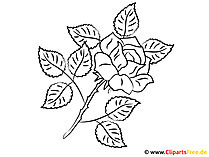 Clipart zum Ausmalen Rose