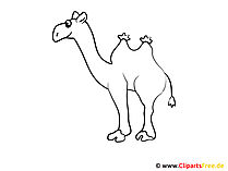 Kamele Bild Malvorlage zum Ausmalen