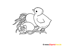 Malvorlage Küken
