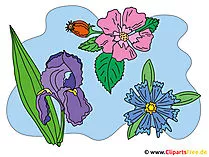 Bilder Blume