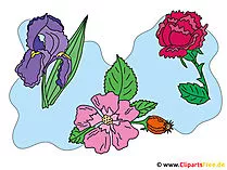 Blumen Pics - Cliparts