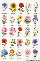 Blumenarten auf Englisch Bild kostenlos zum Drucken