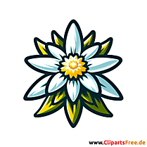 Edelweiss Clipart - Bilder gratis herunterladen