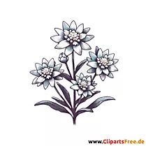 Edelweiss Clipart - Bilder zum Herunterladen