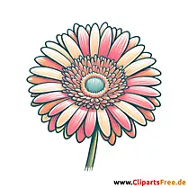 Gerbera Clipart - Bilder zum Herunterladen