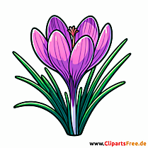 Krokus Clipart - Bilder gratis herunterladen