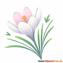 Krokus Clipart - Bilder zum Herunterladen