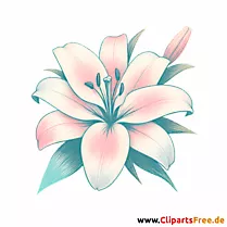 Lilie Clipart - Bilder zum Herunterladen