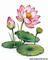 Lotosblume, Nelumbo Bild zum Download