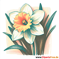 Narzisse Clipart - Bilder zum Herunterladen