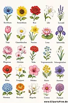 Poster mit Blumenarten kostenlos zum Drucken