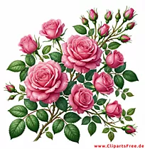 Rosa Rosen mit Tautropfen auf den Blütenblättern Clipart