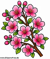 Sakura-Blumen Clipart kostenlos