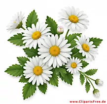 Weisse Kamillen Bild gratis